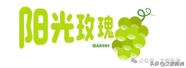 一口脆甜,一口爆汁!新洲黄桃&阳光玫瑰,承包你8月的甜蜜!