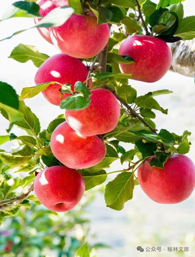 看完《山水间的家》，一人说一个爱上米脂的理由！