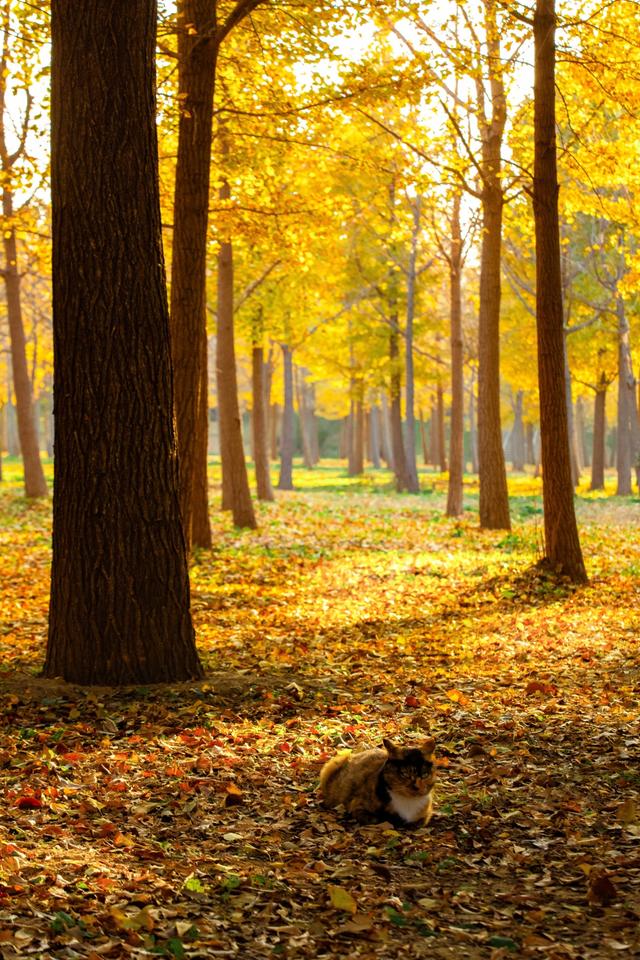 北京秋天金黄色的秘境公园，不收费的东坝郊野，已美成金色海洋