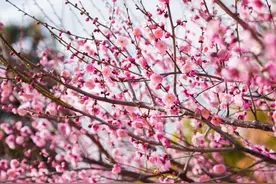 元宵东湖赏梅，一起来开梅花盲盒图片