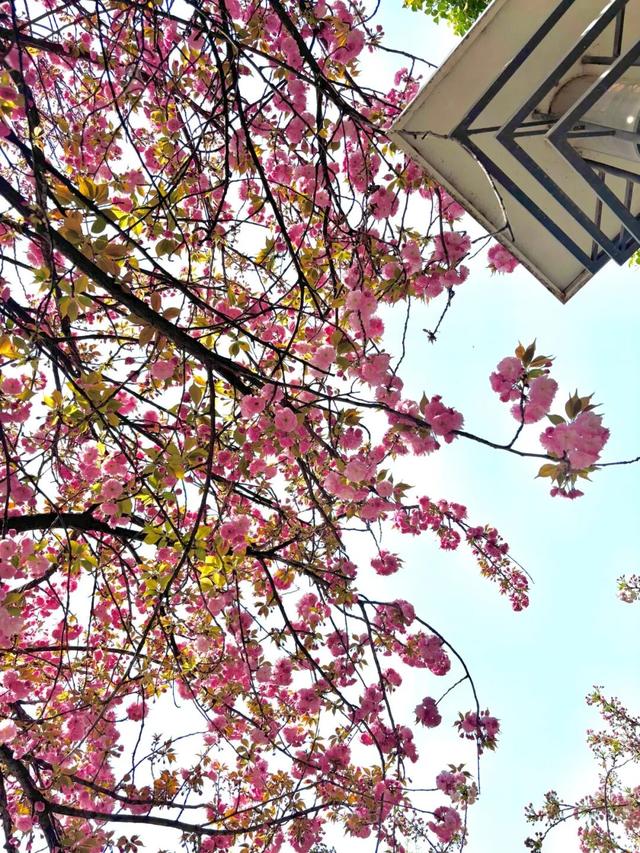 收藏！高新区这条“樱花大道”真的太美了~