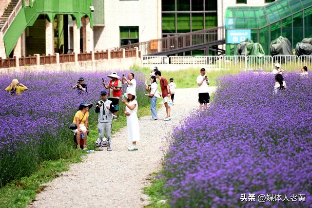 六盘水梅花山雪道变“紫色花海”避暑纳凉添新景