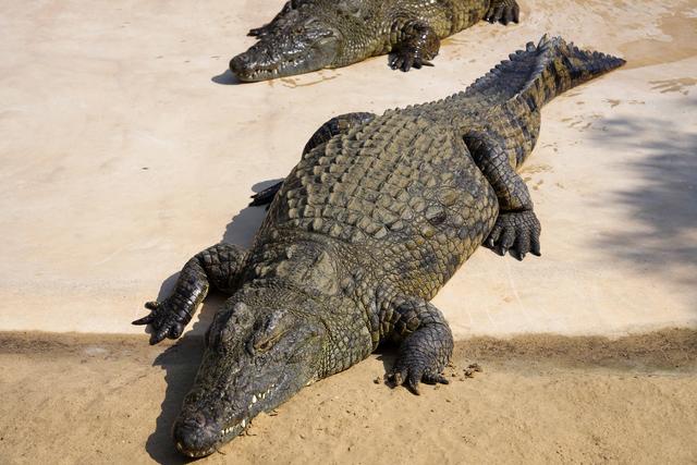 迪拜隐藏版野性目的地｜近距离看“巨齿王”的一天
