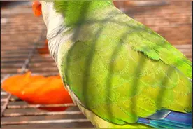 勇闯异宠养殖赛道，即墨85后小伙​打造山坳里的“鹦鹉王国”图片