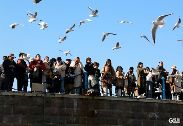 蓝天白云间“名场面”：海鸥翩跹，人鸥同乐