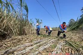 广西来宾成全国最大冰糖生产基地图片