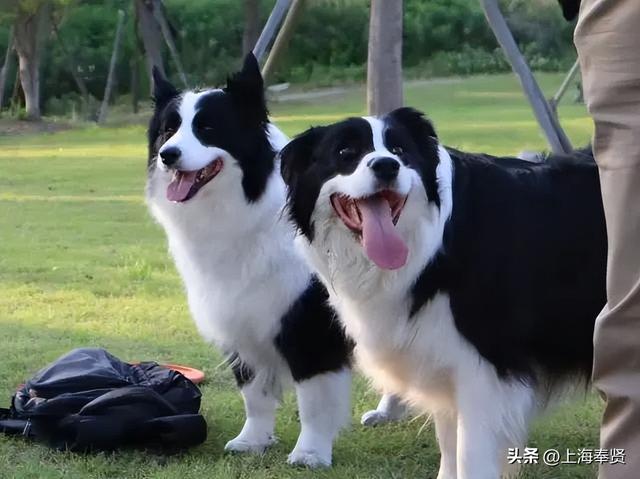 还在纠结带毛孩子去哪？奉贤养宠人，这些宠物友好地点你不能不知道