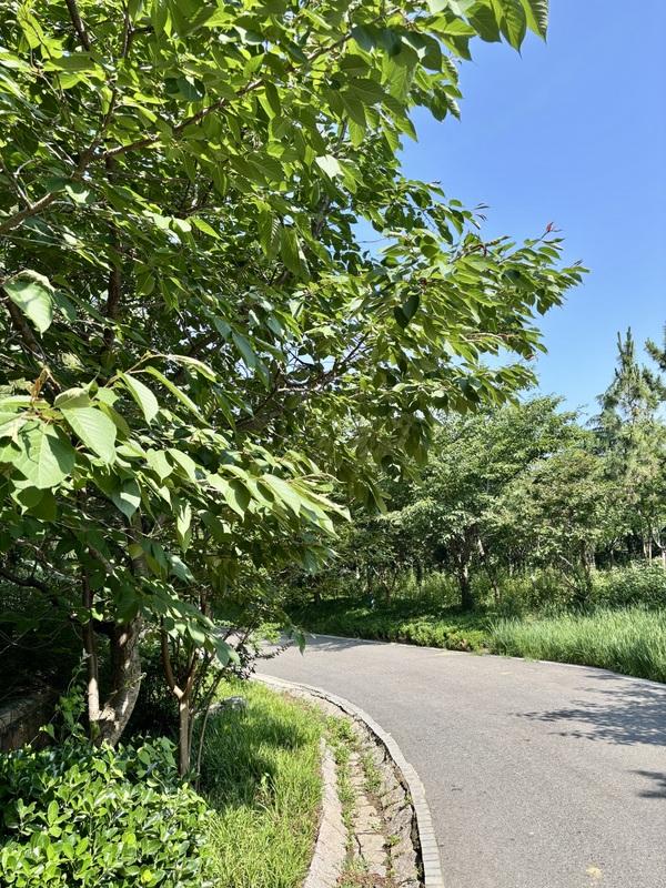 一座藏在青岛主城区内的森林氧吧