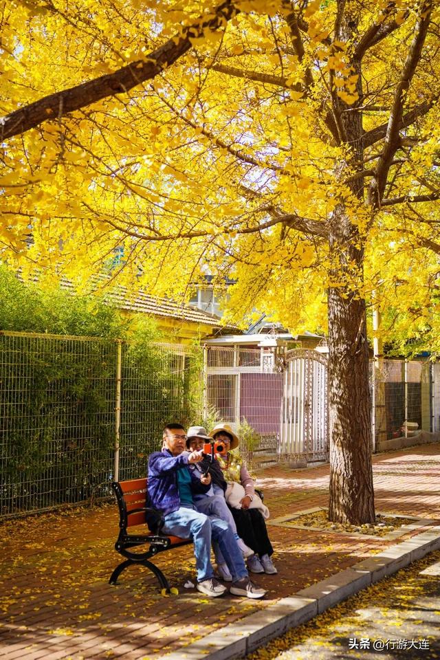 落叶缓扫～24处叶景打卡地延长“营业”时间