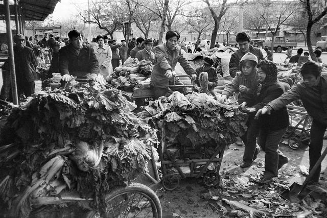 大棚乱了四季，却乱不了北京人对冬储白菜的执念