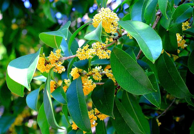 西湖：一砚秋水写晨光