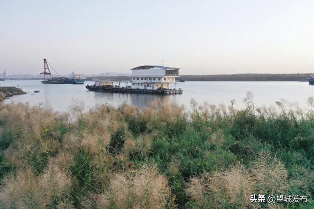 芦苇+落日=超级出片！望城这片景太会了！