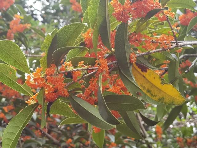 临安最香的桂花，在大梁山上