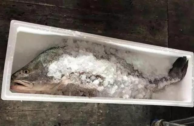 鳘鱼胶的价格1800一斤 鲮鱼胶多少钱一斤