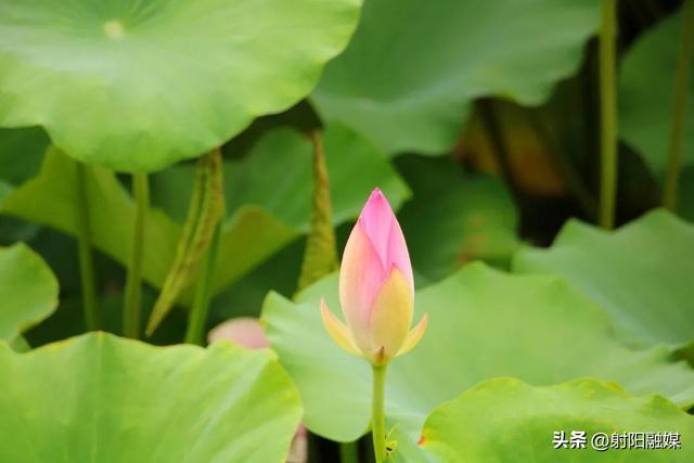“荷”你一起，邂逅射阳夏日限定浪漫~