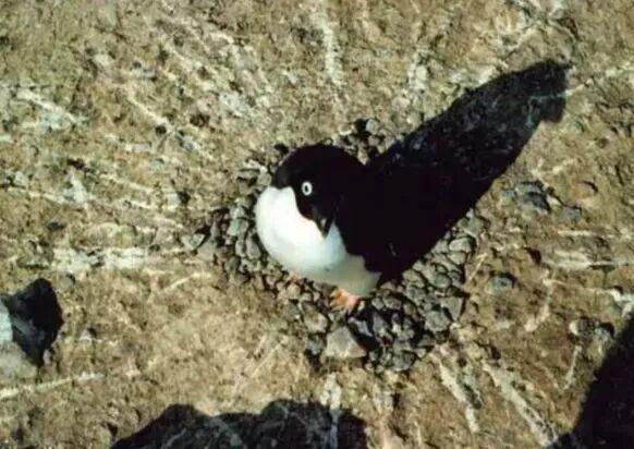 最近爆火的“高雅人士	”企鹅表情包，究竟什么来头？