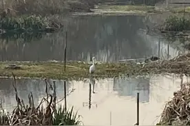 我有一群天天来我家报到的好朋友图片