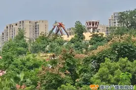 看！南宁街头栾树高调挂起“红色小灯笼”图片