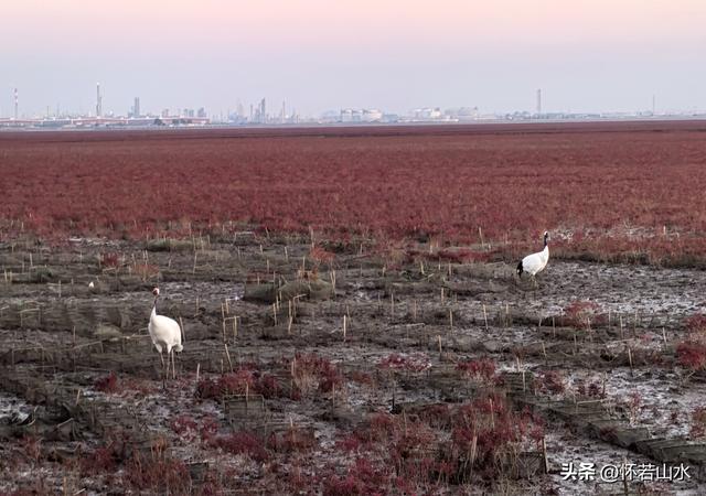 2025辽宁赏秋之旅日记(5)——从本溪前往盘锦 游览红海滩景观