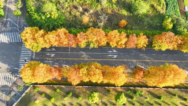 避开人群！两江新区这条梧桐大道，独享初冬金色浪漫