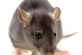 老鼠到底多聪明可怕？评论区读者的回答触动太多读者图片