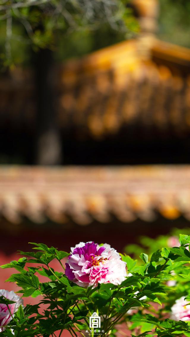 故宫的芍药牡丹，那才是真正的皇家富贵之花