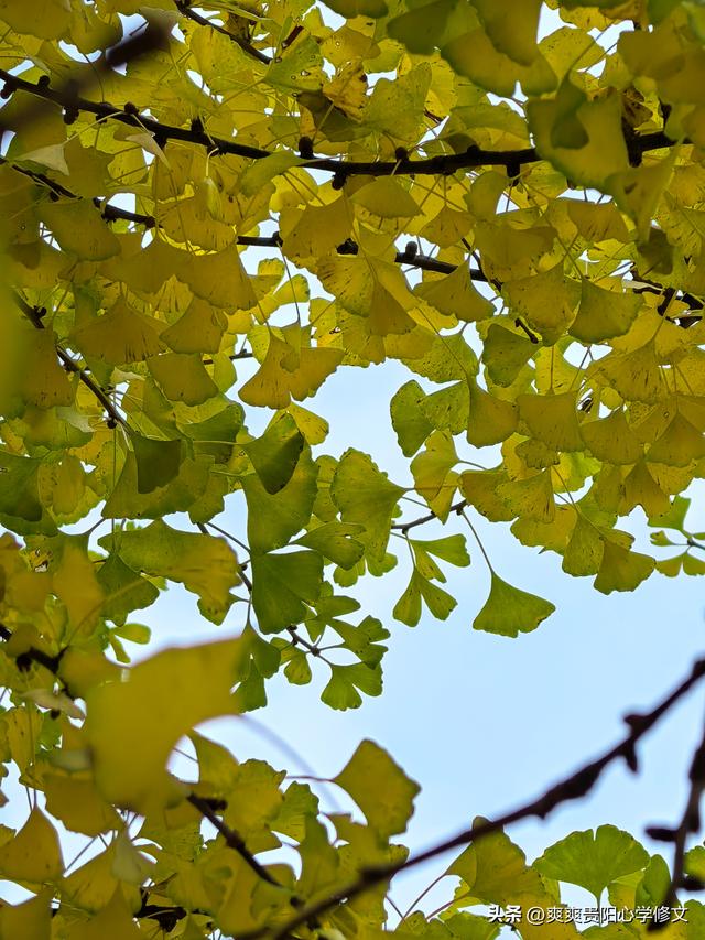 古村金叶醉游人 修文大木村古银杏群落初冬展韵