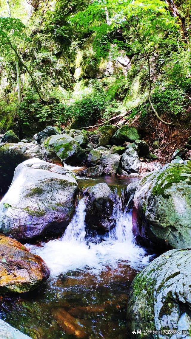 秋意漫染黑河，清风轻吟，邂逅一场如诗的秋日美景