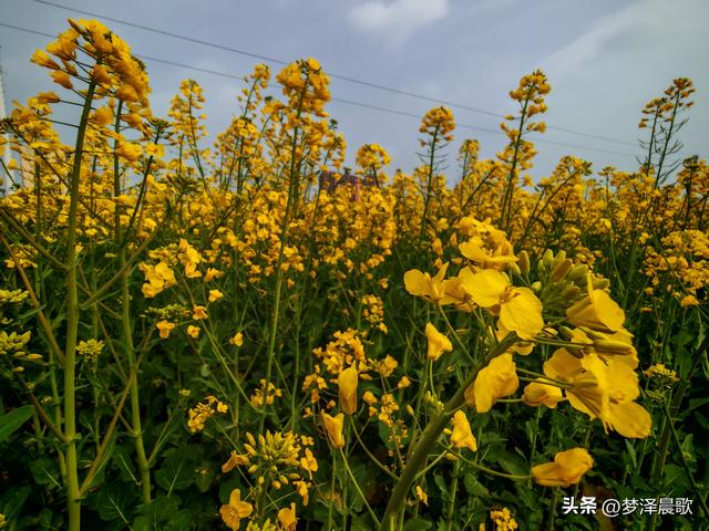 云梦县进入春季赏花模式 城乡处处皆春色