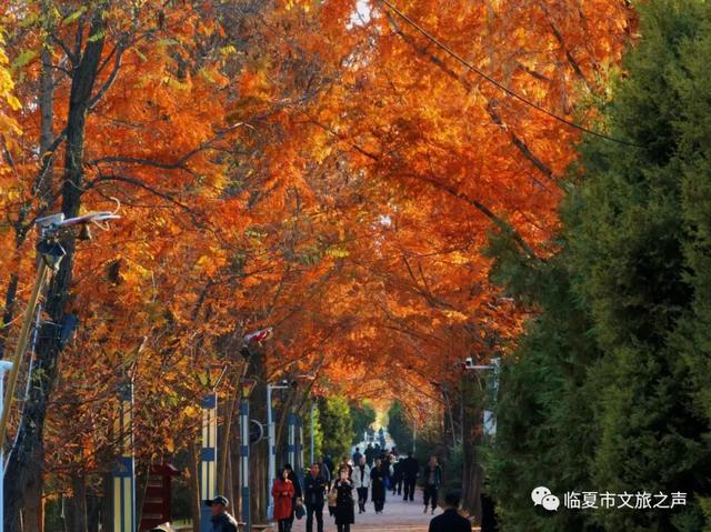 闯入油画世界!东郊公园水杉廊道正红得热烈,美到失语~