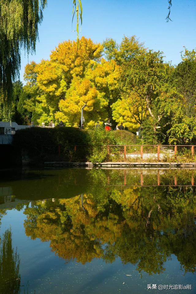 石家庄植物园的网红树，秋日里的鎏金童话