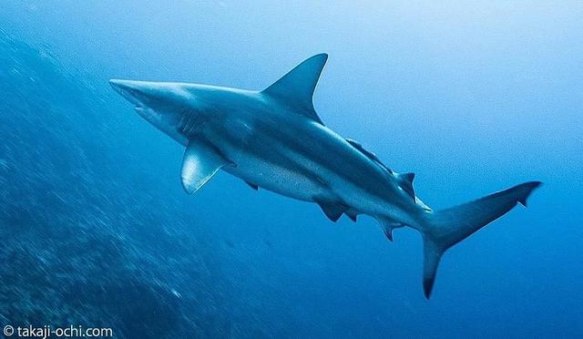 日本十大潜水圣地：潜点特色与难易度总整理