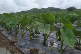 老农不外传的芋头种植秘技！学会这3招，结的芋头一挖一麻袋图片