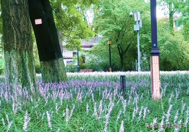 成都难得一见的麦冬草花开了，紫色浪漫，超级惊艳，公交车直达！