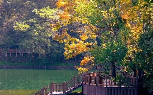 如画上犹，“枫”景独好！