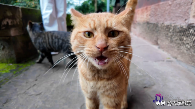 大足石刻南山景区4只萌猫成“团宠” 憨态可掬等您赐名