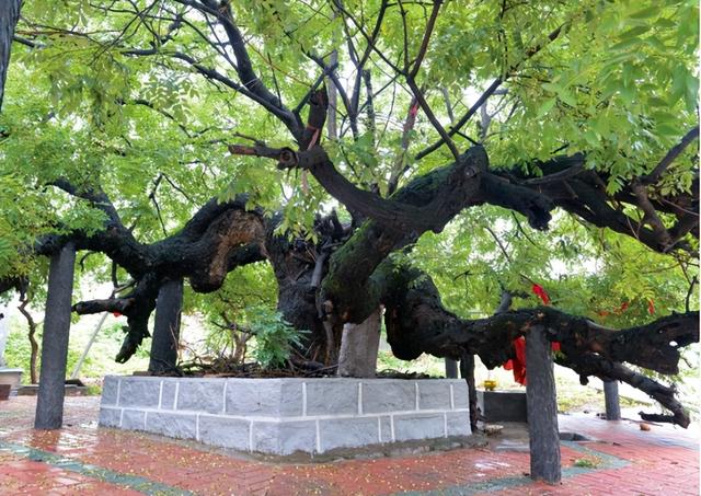 免费、优惠！“双节”假期游枣庄！这份攻略请查收→（滕州、薛城篇）