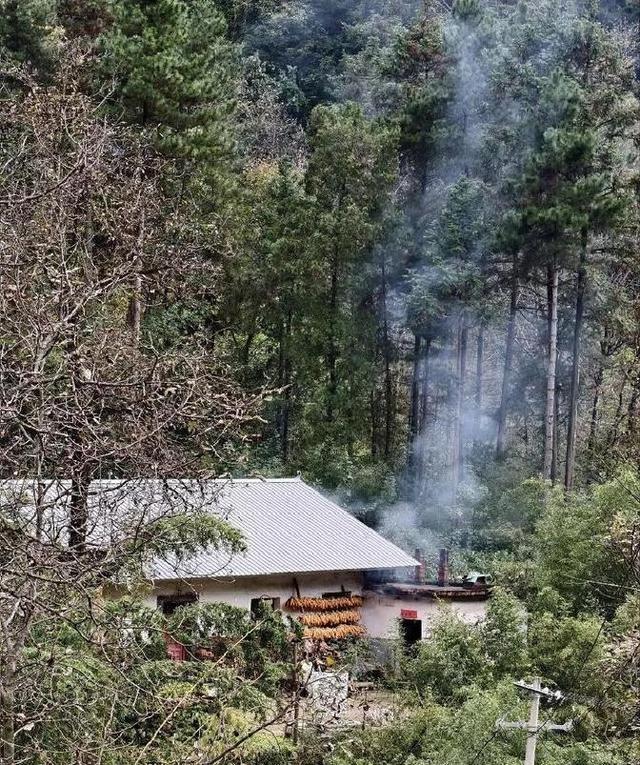 商州刘湾街道小龙峪村，藏着一挂10多米高瀑布和一棵400年古树