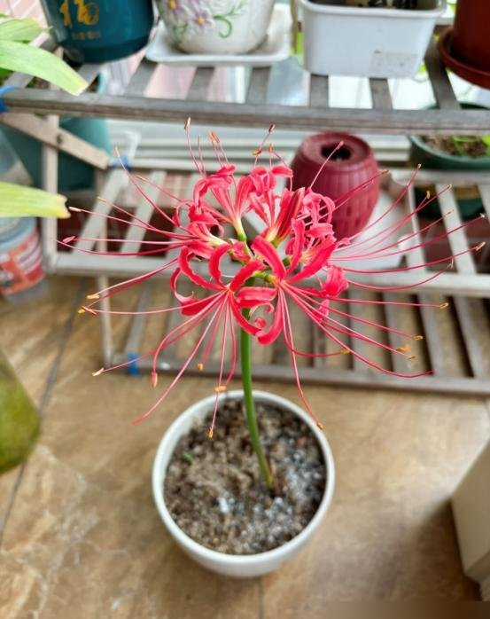 阴花不能进阳宅！这5种花“打死”也不养,家里若有？快挪走！