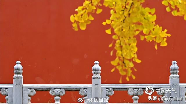 转存收藏！2025银杏观赏地图来了