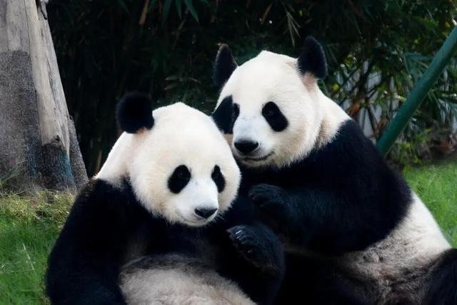 彭明：大江大湖大岳阳 天下忧乐天下景