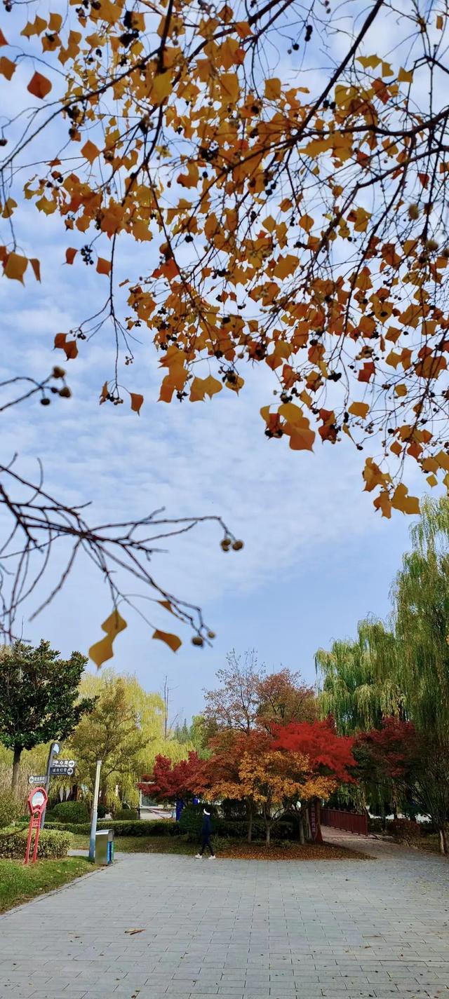 五彩斑斓！龙潭公园的初冬彩林，总有一抹色彩温暖你！