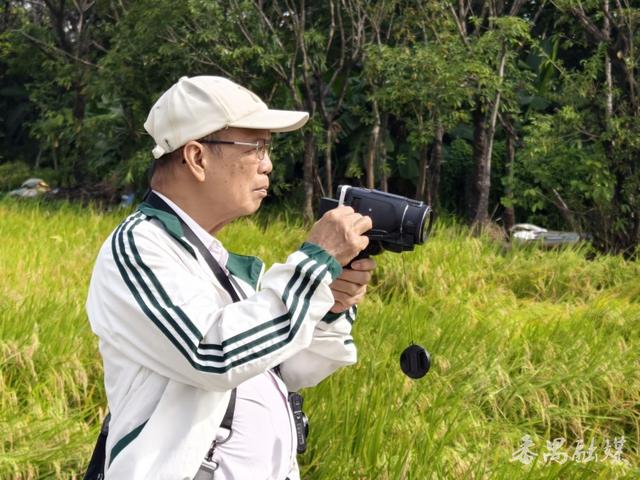 番禺区这片稻田变身网红打卡地，地铁直达“金色浪漫”游客纷至沓来