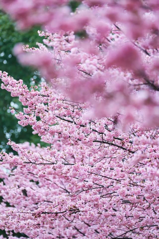 无锡的樱花都美成这样了！