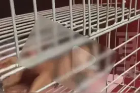 网传男子三轮车铁笼关多名“赤裸”幼童，官方通报图片