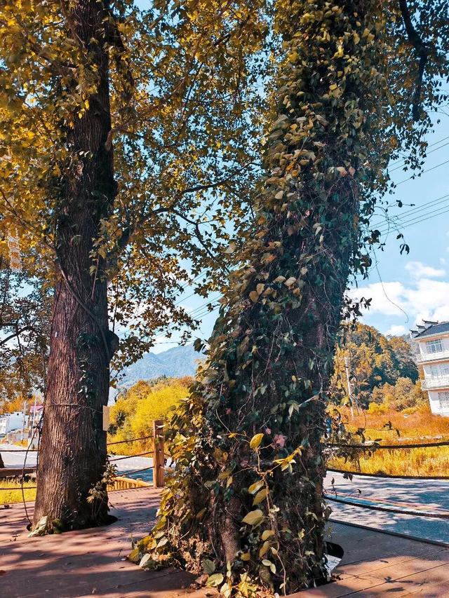 骑行赏枫、古村寻秋……被祁门的「枫景」治愈啦！| 皖美秋日