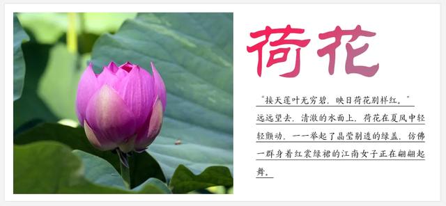 听劝！来呼和浩特赏花吧，四季可约~