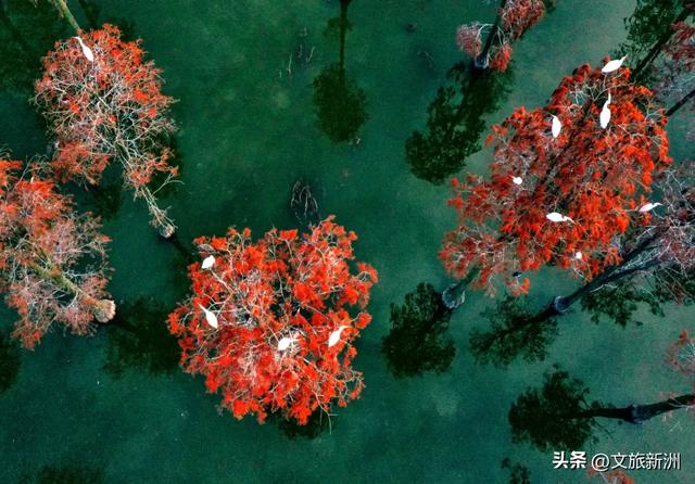 水上森林“红”了！武汉冬日观鸟秘境，邂逅油画里的万鸟齐飞