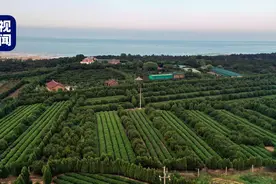 央视新闻推荐！日照绿茶申请出战！图片
