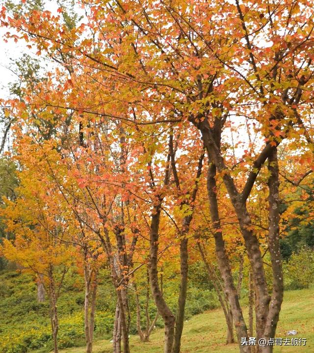 成都这4个彩林会爆火，既壮观又唯美，全部免费，地铁公交直达！